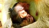 猴子：新生儿是个贪吃鬼