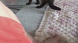 灰猫：我又没惹你，你打我干啥！