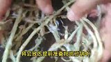 萝卜配鱼腥草作用竟然这么厉害，知道的人太少了
