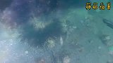 小伙潜水赶海在水中大杀四方真厉害