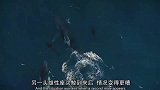 水中好汉座头鲸，到底跟虎鲸什么仇什么怨总搅局虎鲸捕食！