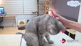 小猫咪看见被用牙刷梳毛，竟然特别喜欢