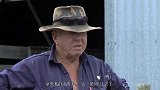 绵羊中的大力士驮54斤毛深山躲藏6年，胖成一团毛球