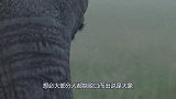 大象发怒时，到底有多可怕？看看这头野牛的下场你就明白了