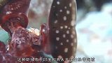 惹不起的雀尾螳螂虾，一拳打坏鱼缸，不用防弹鱼缸别想养活它