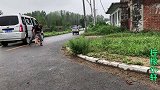 小伙领养了一只小金毛，刚见面就和羊群吵起来了，这狗还能要吗？