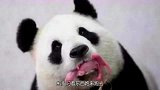 熊猫叼着东西跑来跑去，饲养员不放心走近一瞧我的小祖宗