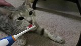 猫咪抱着牙刷，躺在地上自己刷起了牙来，干净的小猫咪！