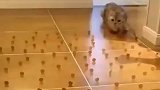 猫真是神奇，这躲避障碍能力它是怎么做到的