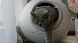 猫屎实在是太太太臭了！戏精 萌猫 猫 净化器