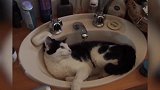 小猫站在水池里，好奇的看着四周，真好玩！