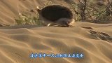 一只饥饿的沙漠刺猬，出门觅食发现一只大蜈蚣，结局会如何
