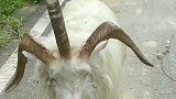 三角的羊，难道是白泽？