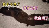 云喂养模式开始啦，快来看吧！