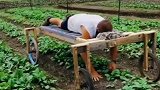 劳动人民的智慧，农村大叔发明的神器，居然可以趴着拔草！