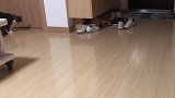 猫咪一反常态，疯玩玩具不过瘾还主动叼给主人，开口求主人一起玩