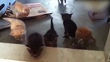 主人刚打开门，大猫就领着一群小猫进了门，真萌！