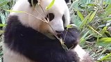 大熊猫，合着我又短又圆啊