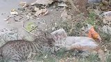 猫咪打架，下手真狠