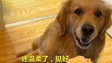 金毛爱上了泰迪，大热天的搂着泰迪不放，主人都看不下去了
