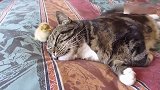 小鸡把猫咪当成妈妈，一天到晚粘着，喵星人好无奈！