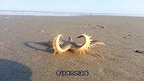 这4类海鲜都说难吃，全都吃过的，请允许我叫你一声“王者”