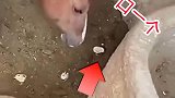 想不到马竟然还吃荤菜
