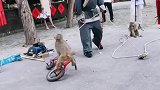 猴子骑单车
