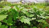 静谧的蔬菜花园