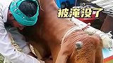 老牛下水的一瞬间，被淹没了