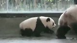 看看大熊猫妈妈是怎么带孩子的，家长们可要长点心