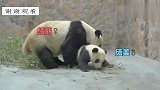 小熊猫看见饲养员帮其他熊猫洗澡，醋意大发，上去就是一记小拳拳