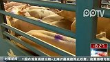 深圳：假日供港食品升一成 活鸡叫停冻禽需求稳