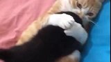 猫：妈孩子别动，让妈妈抱一抱！