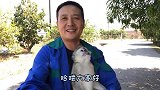 非洲桑葚大丰收，带着猴子一起摘，桑葚这样泡酒行不行？