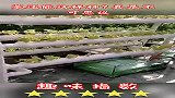菜还能这样种？真是不可思议