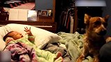 小主人一直在哭泣，狗狗看起来非常无奈，对着天空嚎叫起来！