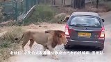 狮子向游客展示，为什么您必须呆在车内，愤怒的动物攻击车8次！