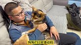 狗狗打架被关禁闭，当它看到主人生气了时，狗狗的反应好心酸！