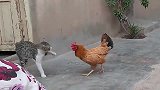 作死猫咪狂扇母鸡耳光，母鸡当场气炸毛，结果可惨了