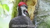 啄木鸟啄树是在看病吗