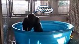 大猩猩洗澡画风突变水中疯狂热舞