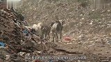 男子野外发现“无头狼”没嘴吃饭骨瘦如柴，样子让人落泪