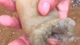海边刚捕捉到的鲜活海葵，小哥哥居然现场解剖，我都不忍心吃了！