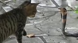 眼镜蛇非要欺负可爱的猫咪，以为小猫咪好欺负，没有一会秒怂