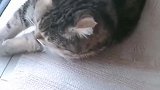 猫：烦不烦呀，别打扰我睡午觉行不！