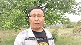 现在才知道，刺儿草用途这么厉害，关键时候能救急，来看看