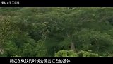 非洲砍伐血檀的全过程！原来，你手里的血檀手串，都是这么来的！