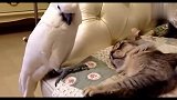 鹦鹉亲了猫一口，被猫发现，扭头装无辜，原来这才叫真爱