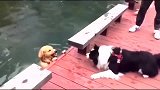 二哈没事儿我溜达，你们继续